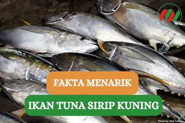 Ini Dia 9 Fakta Unik Ikan Tuna Sirip Kuning